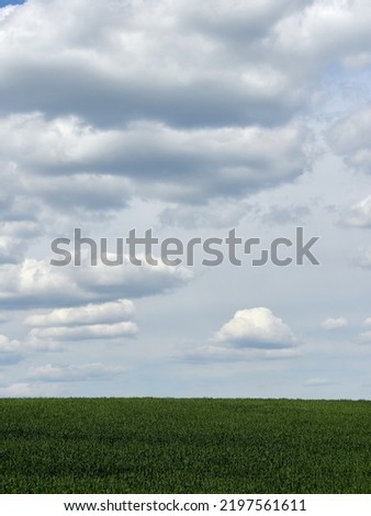 Cumulus clouds and field. Horizon and sky with field