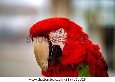 Beautiful Parrot in bright colors