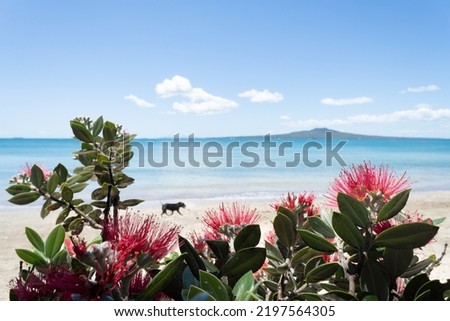A dog walking at Takapuna beach. Rangitoto Island framed by red Pohutukawa flowers. Auckland. 