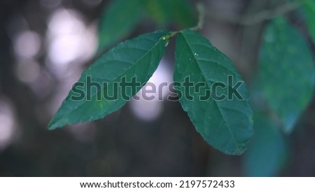 beautiful green leaves on blurred background space for text spring summer