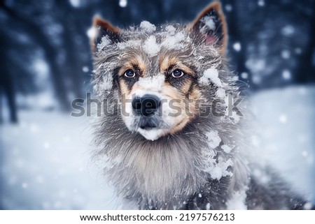 Photo of a dog in nature in the snow forest, looking at the camera. Soft coat, glamour style photo, pet for advertising. Female and male dog photography.