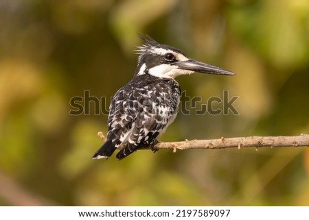 Pied kingfisher - Ceryle rudis -  perched with colorful background. Picture from Janjabureh in the Gambia.