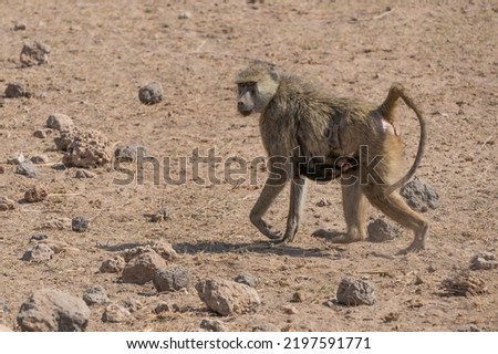 Monkey with baby in Masai Mara, Kenya