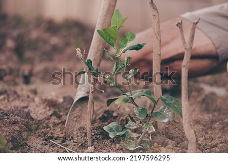A little tree in front of a man to be planted, Farming, Kindergarten or Caring Concept, Starting Economic or Business, Banking, Savings, World Environment, Earth Day, Environmental Conservation. Royalty-Free Stock Photo #2197596295