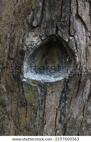 closeup of a damar tree that is hollowed out for the sap. Eye-cat damar (Shorea javanica) is the name of a resin-producing tree with a similar name, from the meranti-merantian tribe. 
