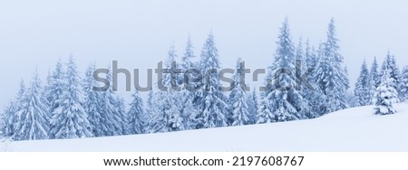 Christmas landscape with fir tree in the snow. Carpathians, Ukraine, Europe. High quality photo