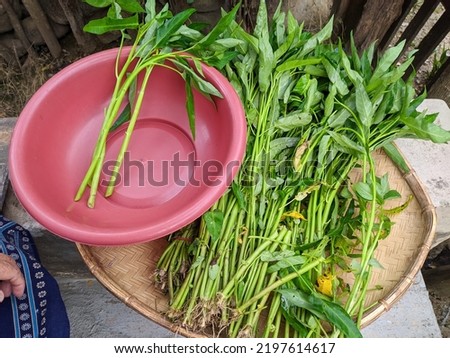 fresh water spinach sorting the leaves