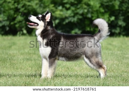 Alaskan Malamute puppy stands on the grass sideways to the camera Royalty-Free Stock Photo #2197618761
