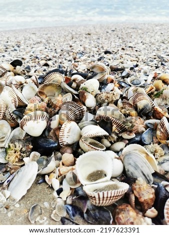 beach picture - sand, shells and sea