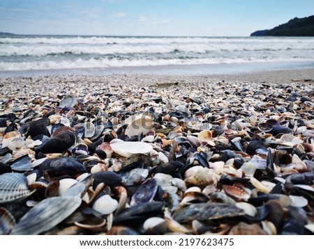 beach picture - sand, shells and sea