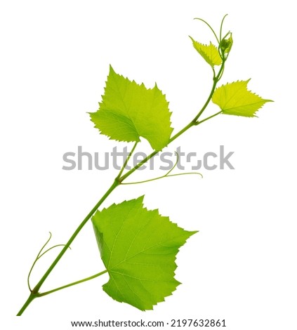 Grape branch isolated on white. Vine with green fresh leaves and tendrils. Grapevine. Sprig with leaves of grapevine. Fresh Green Grape Leaf. green vine leaves, close-up. spring ,summer. Royalty-Free Stock Photo #2197632861