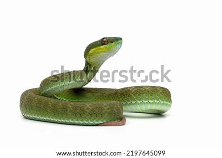 Trimeresurus Insularis closeup on isolated background, Indonesian viper snake closeup