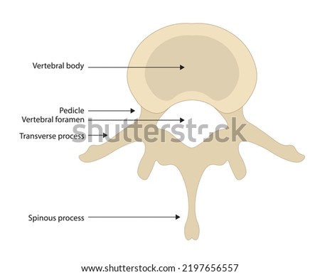 Spine anatomy illustration with structures. Top view of a human vertebra. Royalty-Free Stock Photo #2197656557