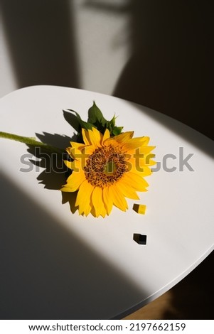 Sunflower flower next to yellow and black pixels on a light background