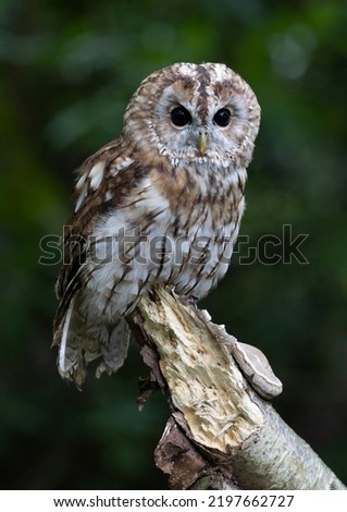 Tawny Owl in Northumberland UK