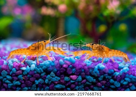 Cambarellus patzcuarensis orange, mating games of freshwater dwarf crayfish in a home aquarium closeup Royalty-Free Stock Photo #2197668761