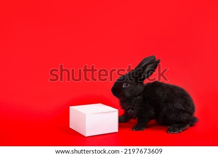 One black rabbit sits with white paper gift box isolated on red background. Hare is the symbol of 2023 according to the Chinese zodiac calendar. New Year greeting card. Farm animals. Cute pets family.