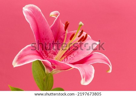 pink lily macro on pink background Royalty-Free Stock Photo #2197673805