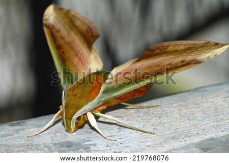 green insect moth on stone background