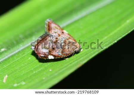 Insect on green leaf 