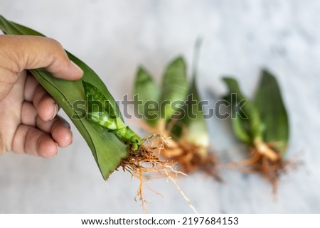 Snake plant propagation by single leaf cutting closeup view with selective focus