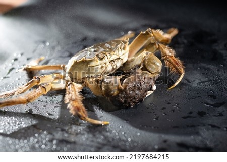 Mitten Crab, shanghai hairy crabs,