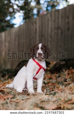 English springer spaniel puppy posing in autumn yard