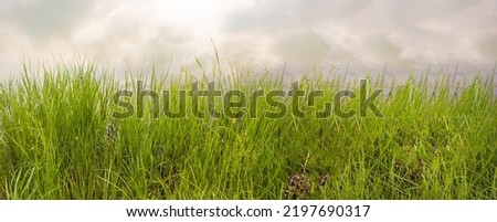 Green grass swamp on the bank of a river or pond, view from the shore of the clouds reflected in the water, banner.
