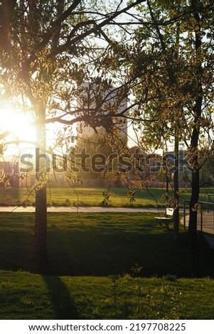 vertical picture tree branches in the park bokeh background evening sun urban redevelopment sunset walk pass