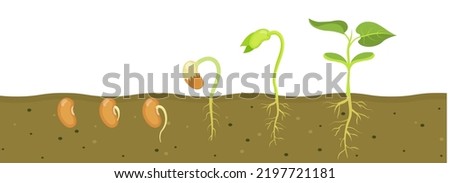 Germination of bean seed in soil. Stages of growth of seedlings in agriculture. Royalty-Free Stock Photo #2197721181