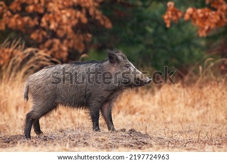 Wild boar standing on a glade in autumn with orange leaves in background. Royalty-Free Stock Photo #2197724963