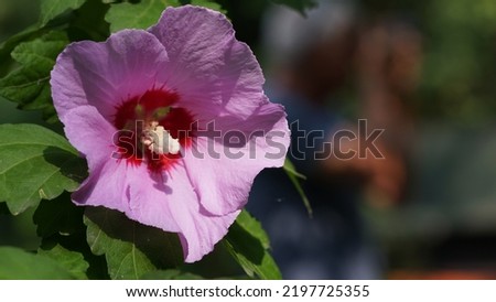 Rose of Sharon (Hibiscus syriacus), blooming in the garden. Summer season