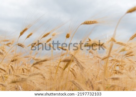A field of rye against a blue sky. Background. Nature. Summer harvest.