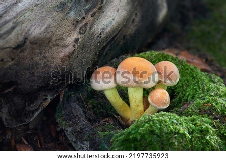 Inedible sulfur tuft or clustered woodlover, Hypholoma fasciculare Royalty-Free Stock Photo #2197735923
