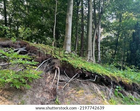 Trees and beautiful green plants in forest, low angle view