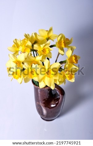 Beautiful bouquet of fresh yellow daffodil flowers in full bloom in vase against white background