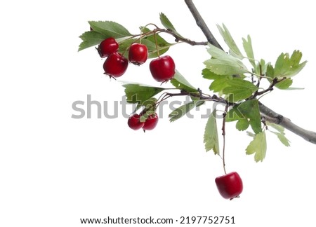 Red fruit, (Crataegus monogyna) common hawthorn, oneseed hawthorn or single-seeded branch isolated on white   Royalty-Free Stock Photo #2197752751