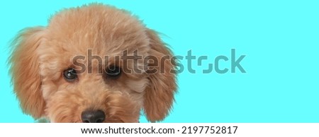 close up picture of head and eyes of beautiful fluffy poodle dog with big ears on blue background