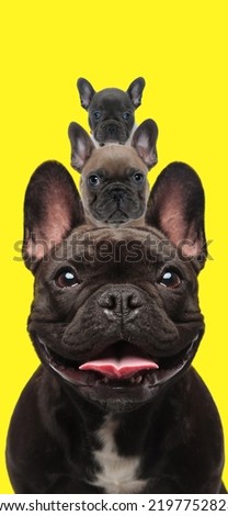 picture of sweet and happy french bulldog puppies family on yellow background, life and age concept