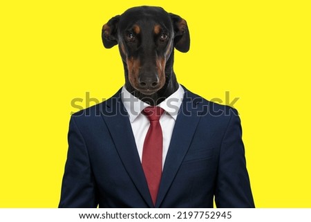 portrait of sweet timid teckel dachshund dog wearing elegant navy blue suit and posing on yellow background in studio