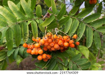 Close up orange berry of European rowan or Sorbus aucuparia tree into city park