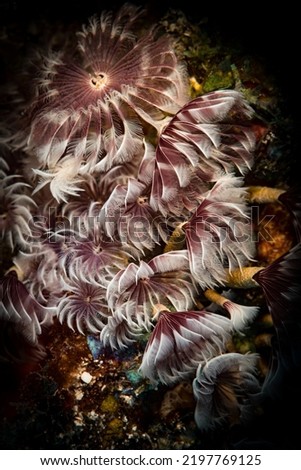 Social feather duster (Bispira brunnea) worms wave in the current on the reef off the Dutch Caribbean island of Sint Maarten