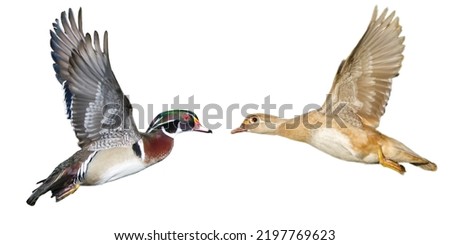 male and female wood duck Aix sponsa flying isolated cutout on white background.  comparison stock photo. possible Leucism with female