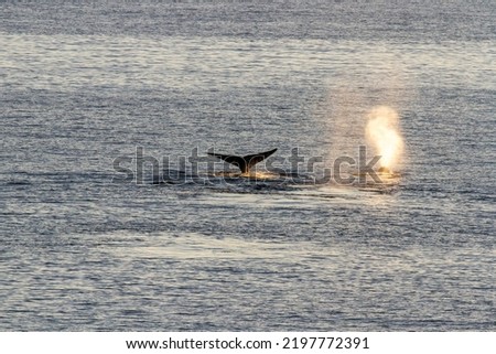 BLow and tail of bowhead whales swimming through Mackenzie Bay in Canada high arctic. Royalty-Free Stock Photo #2197772391