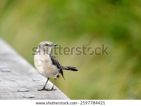                                Northern mockingbird at Shelter Cove in Hilton Head. Bird is positioned on bottom left corner of photo with a green background.