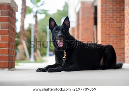 Black German Shepherd Dog, working line shepherd. Portrait of a black dog in an urban setting in the city. Dog outdoors at a town center near shops. Purebred Headshot. Well behaved trained dog.
 Royalty-Free Stock Photo #2197789859