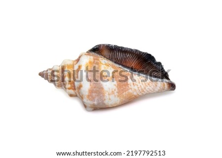Image of canarium urceus is a species of sea snail, a marine gastropod mollusk in the family Strombidae, the true conchs isolated on white background. Undersea Animals. Sea Shells. Royalty-Free Stock Photo #2197792513