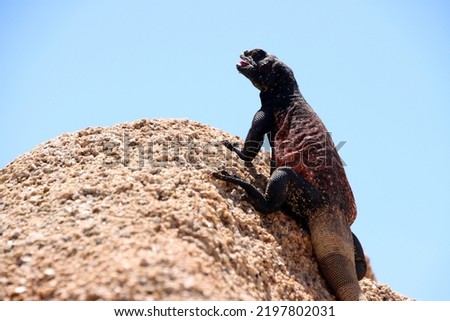 Close up picture of Western chuckwalla Baskin in the mid day sun heat of Californian desert in Joshua Tree national park. View from the side on red stone. Dark red black back. Animal wildlife reptile.