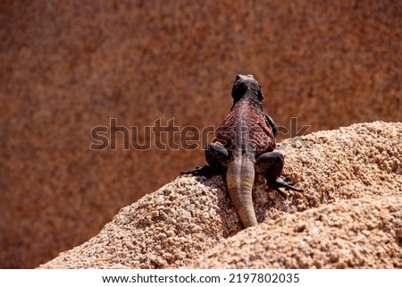 Close up picture of Western chuckwalla Baskin in the mid day sun heat of Californian desert in Joshua Tree national park. View from behind on red stone. Dark red black back. Animal wildlife reptile.