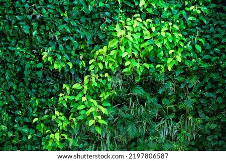 Pure green background of leaves